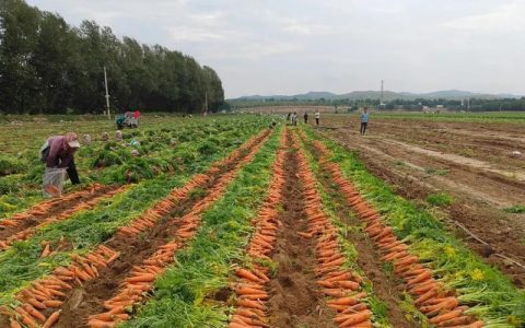 土地流转结出“金萝卜”