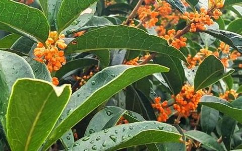 寒冬里的桂花香