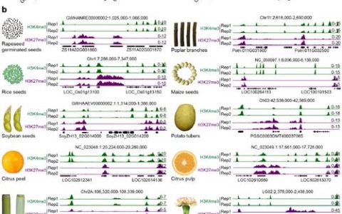 华中农业大学油菜团队合作克隆油菜分枝数和主花序角果数主效QTL