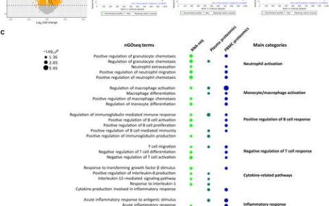 生命学院李一伟团队揭示基于AXIN相分离的力学感知和双向调控类器官命运