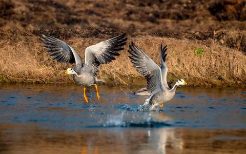 高原精灵斑头雁“打卡”潜江