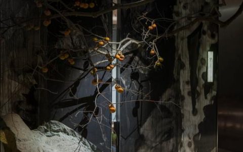 西安美莱柏国芳——东方美学下的个性化注射艺术