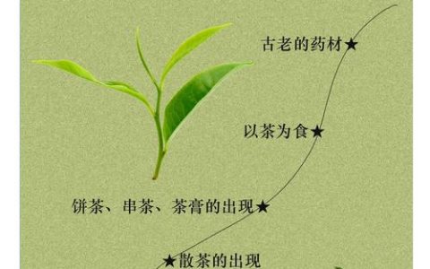 健康字典：一片古茶承文脉 万象匠心铸新篇