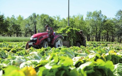 3100亩白菜采收正酣 绘就乡村好“丰”景