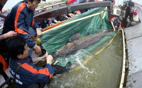 我国首次规模化繁育出子三代中华鲟