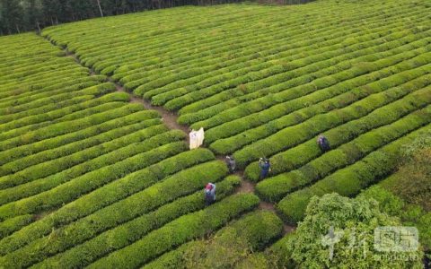 赤壁建工集团冬季养护扮靓绿色赤壁