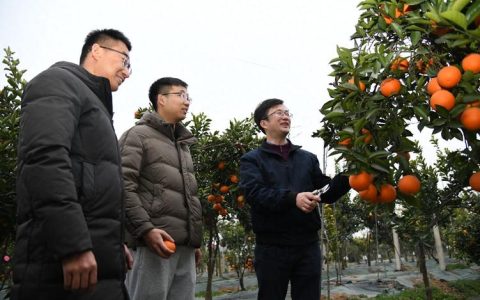 华中农业大学研究团队揭示柑橘二糖苷转移酶新功能化同时驱动其前苦味及生态适应性演化