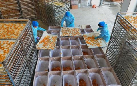 深山橘红时：从“铁脚板”到“云翅膀” 两代橘农的共富答卷