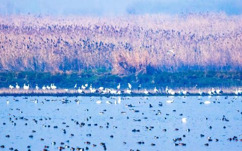 湿地频现万鸟翔集 湖北越冬水鸟数量创新高