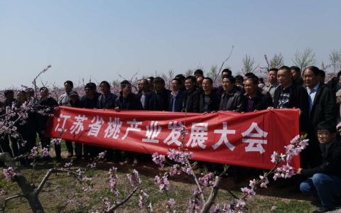 华中农业大学桃栽培团队在桃树流胶病发病机理研究上取得新进展