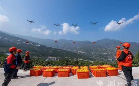 2万斤脐橙积雪中“飞”出深山——秭归无人机为果园除雪打响“脐橙保卫战”