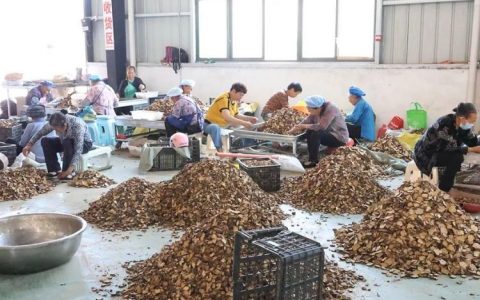 道地药材加工忙