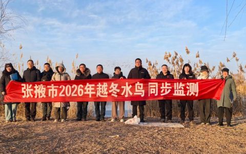 天门启动全国越冬水鸟同步监测 国家二级重点保护鸟类鸿雁在张家湖首次现身