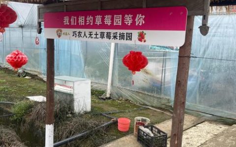 嘉鱼县新街镇草莓园迎客采摘乐享“红颜”香