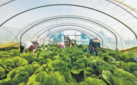 长市村4300亩优质蔬菜迎丰收