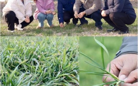 省农科院专家到天门调研雪后麦苗长势指导科学管护
