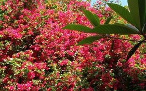 片区花开别样红