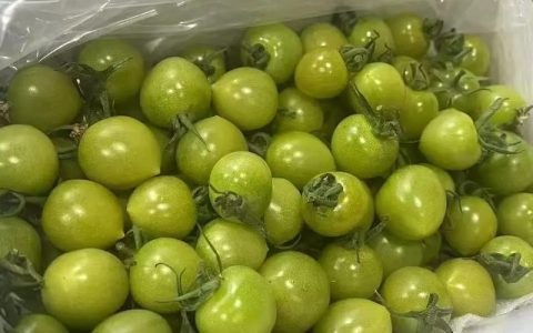 科技赋能育佳果  绿港小番茄鲜甜上市