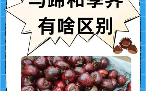 分级利用+农旅融合　荸荠变身致富果