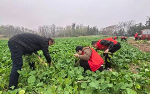 赤壁农技人员下沉田间 守护农业生产安全