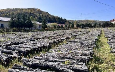 赤壁林下经济“点绿成金”