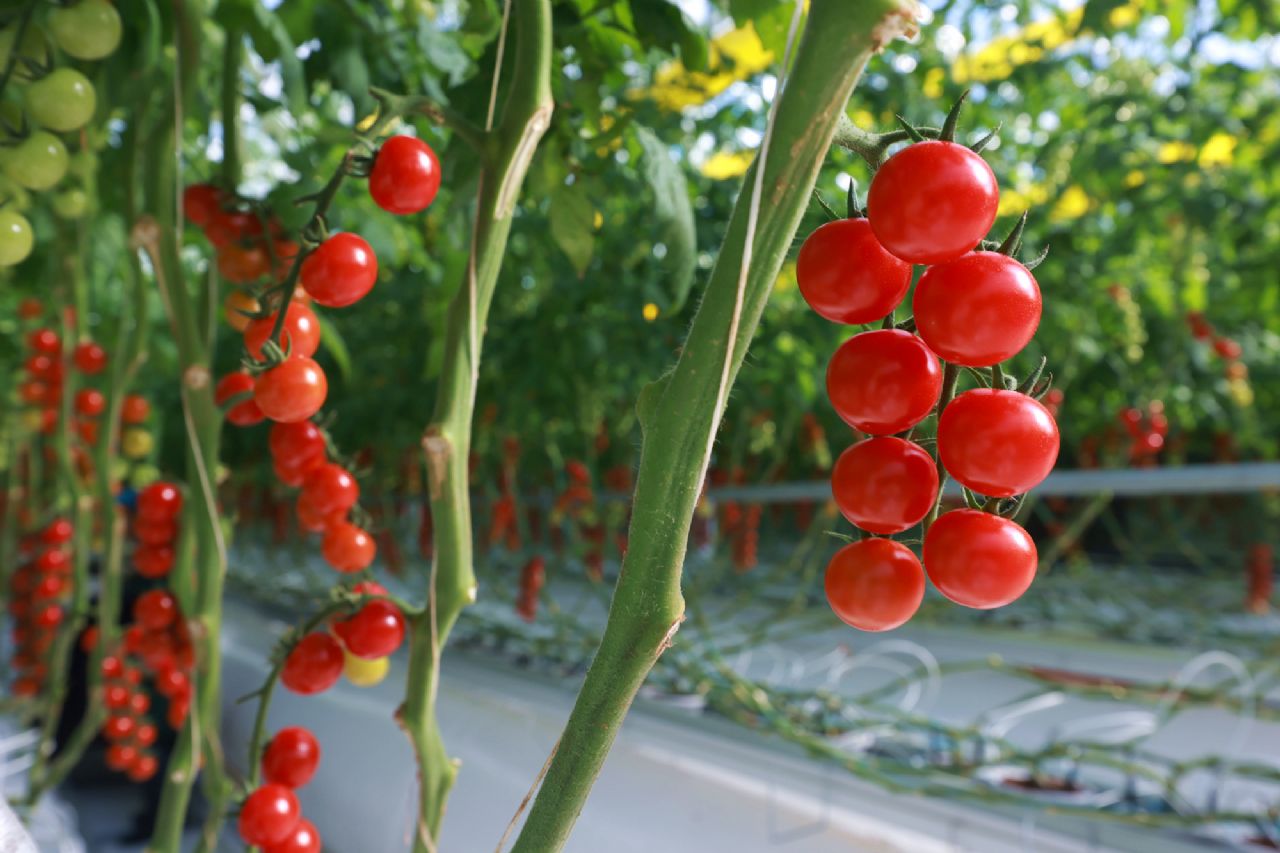 科技赋能育佳果  绿港小番茄鲜甜上市