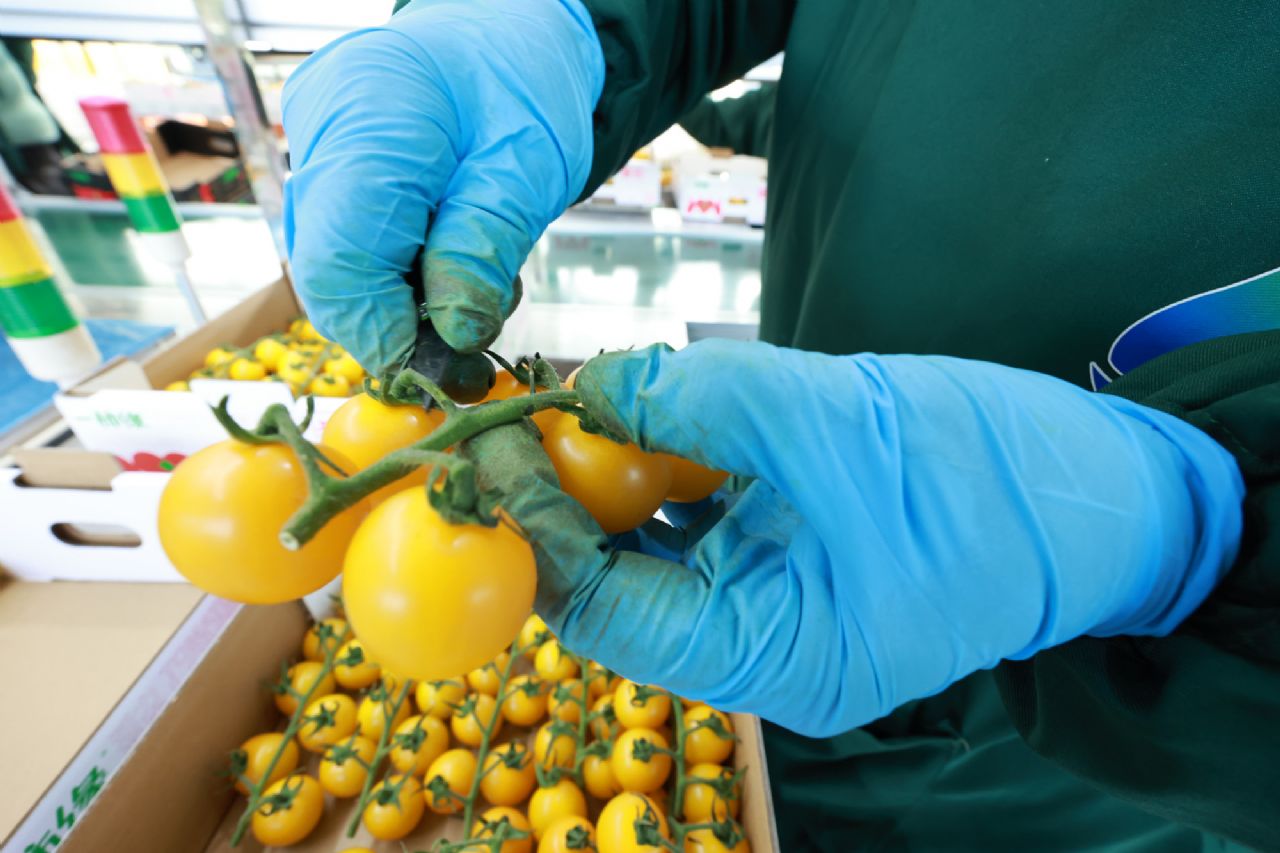 科技赋能育佳果  绿港小番茄鲜甜上市