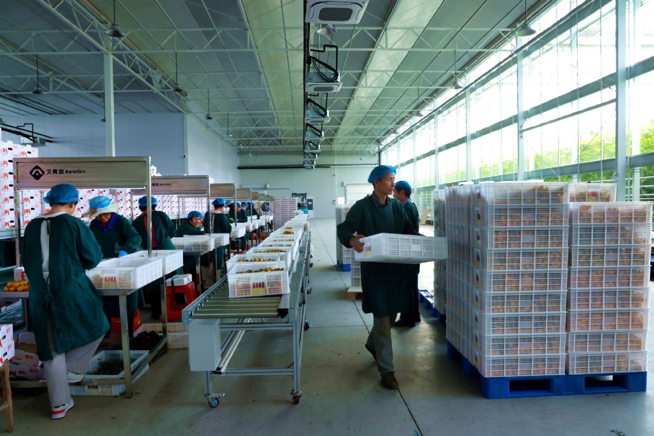 科技赋能育佳果  绿港小番茄鲜甜上市