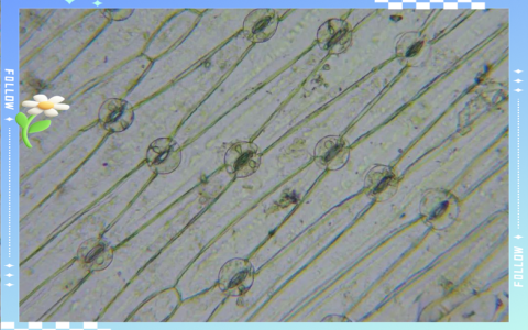 华中农业大学揭示硫化氢调控植物气孔发育新机制