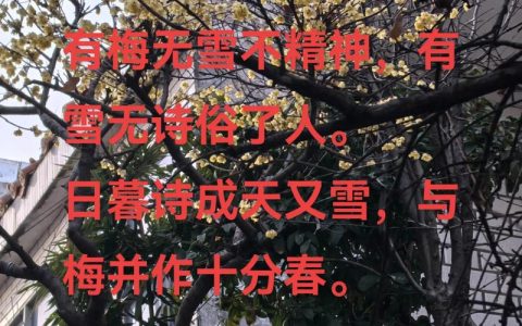 雪落梅开 欢喜自来