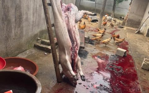 崇阳北山岩下杀猪宴 烟火为媒 乡愁归巢