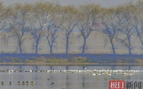 25万只水鸟留汉越冬创历史新高 外地游客专程来汉观鸟