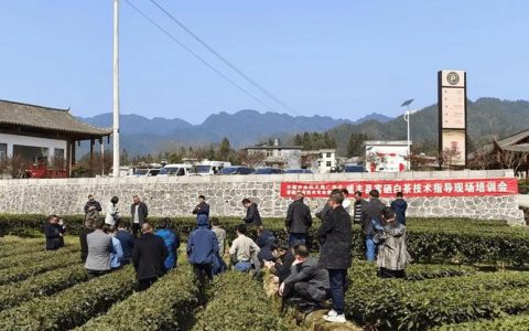 咸丰县湾田村：党建引领聚民心 “白茶夜话”促振兴