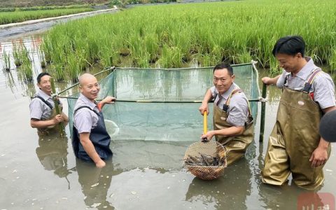 发放贷款超37.2亿元 潜江农商行为虾田鱼塘注入金融活水