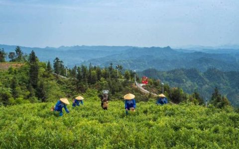 来凤县翔凤镇的藤茶富民经——荒山披绿 藤上生“金”