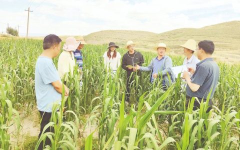 市农业农村部门田间“送技”保生产
