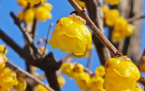 腊梅映盛会 织就新蓝图