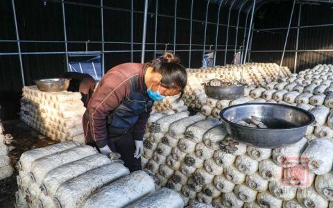 冬日大棚平菇采收忙