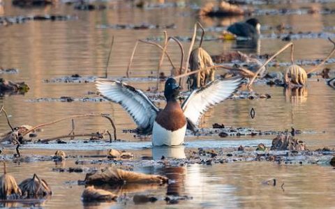 [荆楚网]汉江生态接连吸引珍稀动物用翅膀“投票” “高原精灵”斑头雁首现潜江