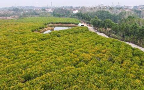 营盘村开发百亩栀子基地培育富民产业