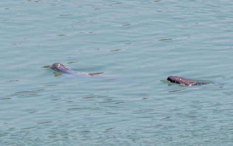 江豚逐浪好风景