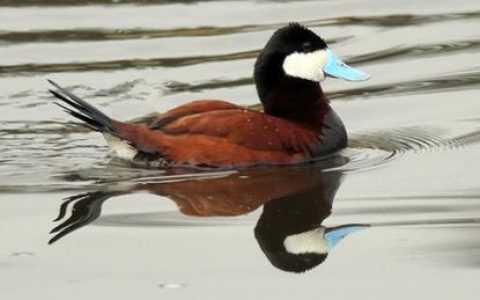 洪湖保护区管理局为27只越冬候鸟办理“身份证”