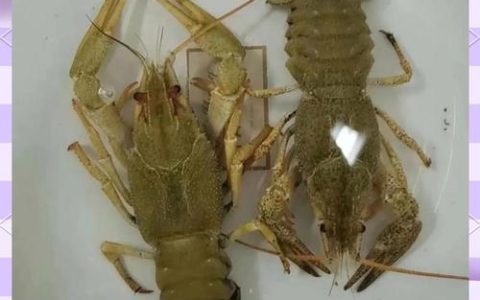 新疆冰川鳌虾“落户”潜江