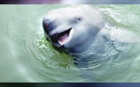 从捕鱼人到护渔人！十年转身换得江豚归航