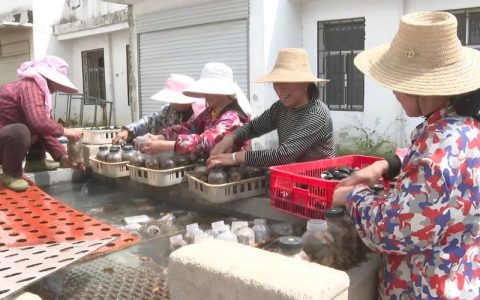 罗田县推动中药材产业发展