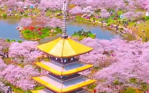 武汉将喜提“樱花春节”，3座公园早樱已开好