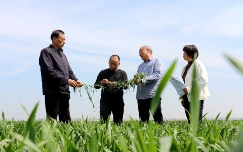 来凤县农技专家油菜田里“开方”