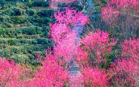 武汉一景区山头种满上万株梅花