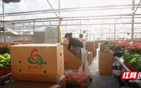 迎春花卉销售旺