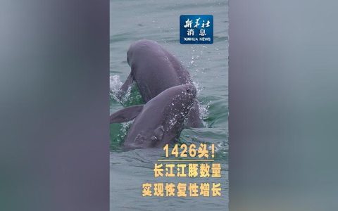 1426头！江豚数量3年增加177头